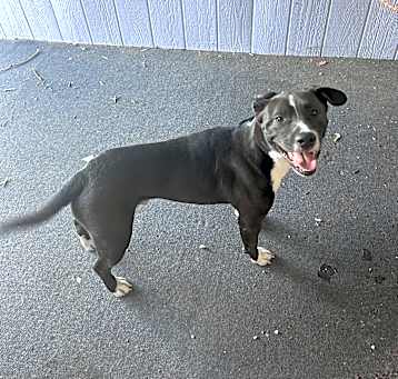 Photo of Odie