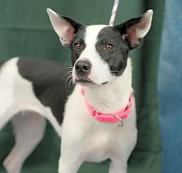 Photo of Peppermint