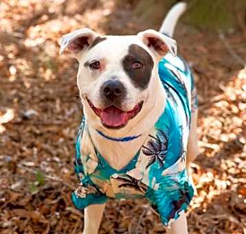 Photo of BUSTER