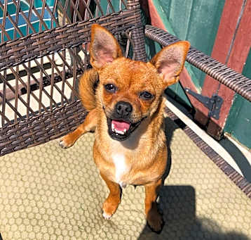 Photo of Kiwi
