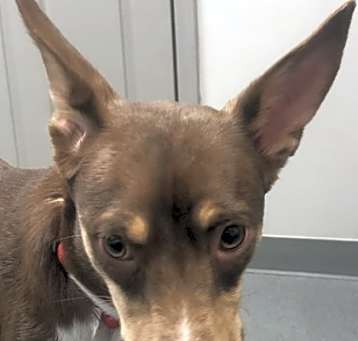 Photo of Piper