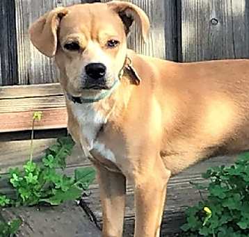 Photo of Dipper