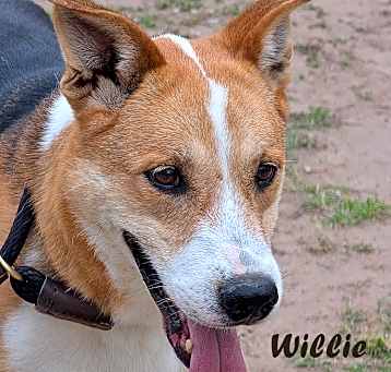 Photo of Willie
