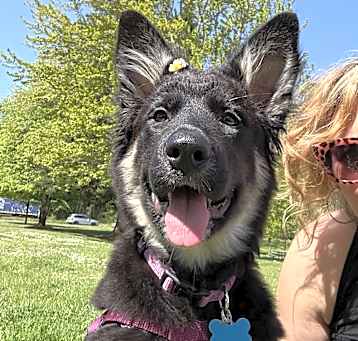 Photo of Midge - AVAILABLE
