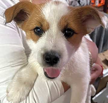 Photo of Clementine 