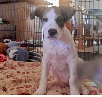 Photo of Clover