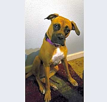 Photo of Luna X