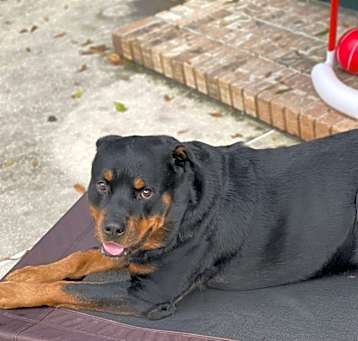 Photo of Diesel