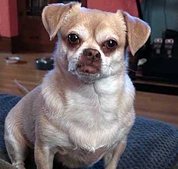 Photo of Penny (Panko)