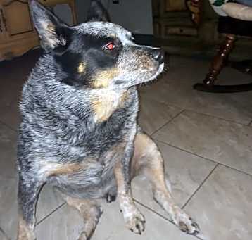 Photo of Buster