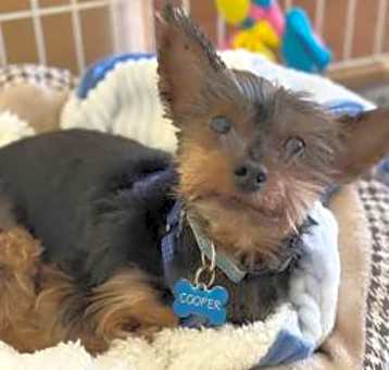 Photo of Cooper