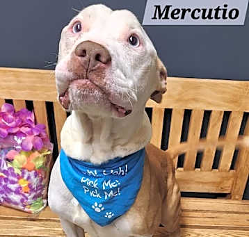 Photo of Mercutio