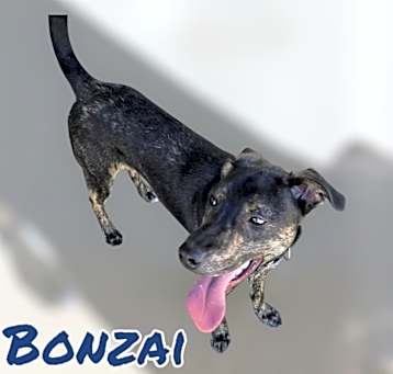 Photo of BONZAI