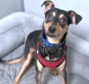 Photo of Tobey Bear