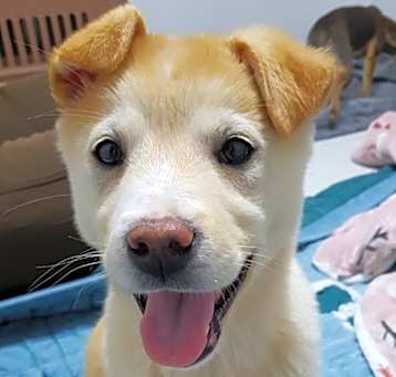 Photo of S'more (S. Korea) hz
