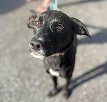 Photo of Shadow: Not at the Shelter (Mike)
