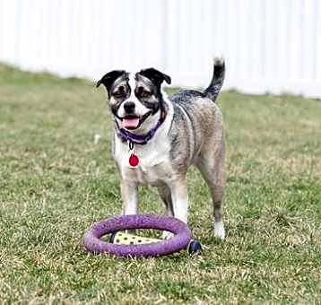 Photo of Dixie