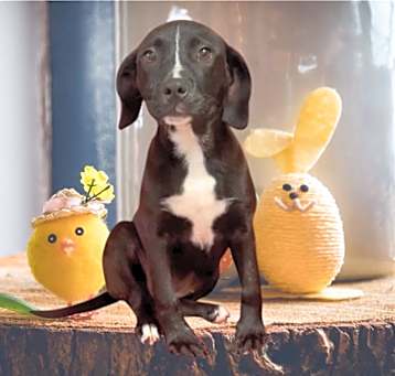 Photo of Blueberry