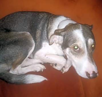 Photo of Penny