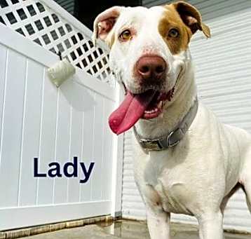 Photo of Lady