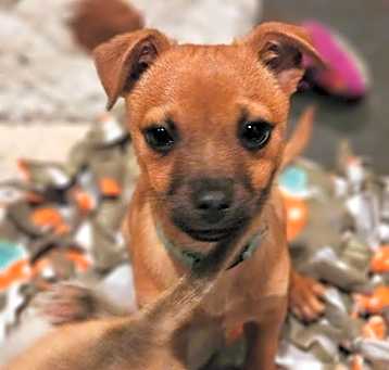 Photo of Nacho