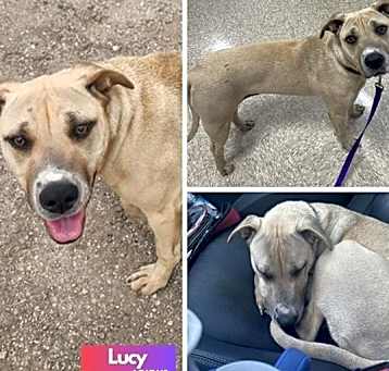 Photo of Lucy
