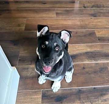 Photo of Bailey