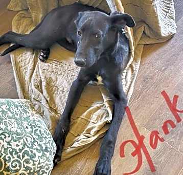 Photo of Hank