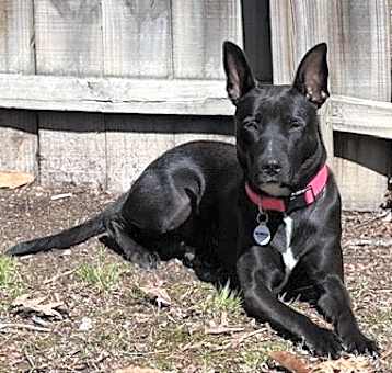Photo of Luna