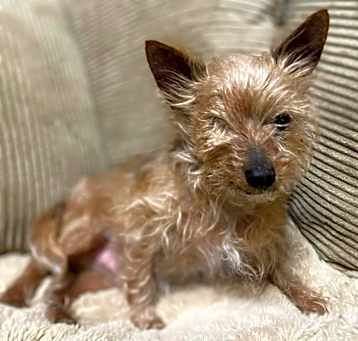 Photo of Dexter