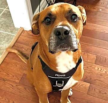 Photo of Buster