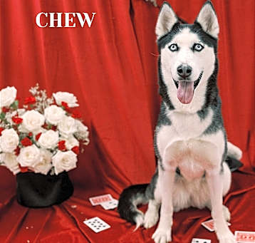 Photo of Chew Bacca (Chewie)