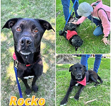 Photo of Rocko