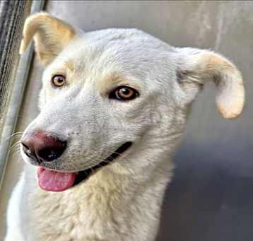 Photo of GUSS