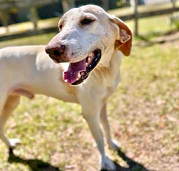 Photo of Bandit
