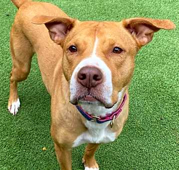 Photo of Nala (Currently In FL)
