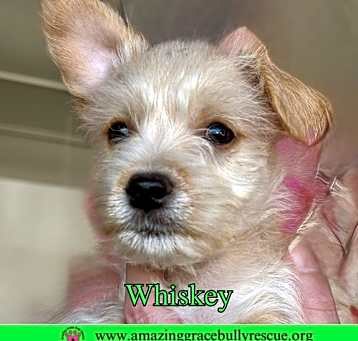 Photo of Whiskey