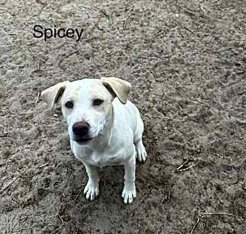 Photo of Spicey