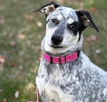 Photo of Deedee
