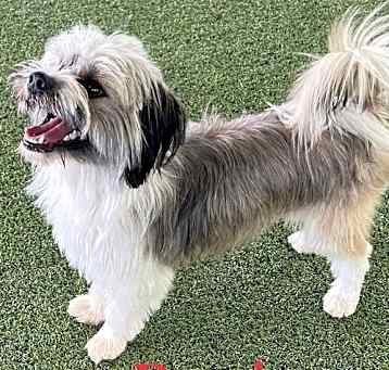Photo of Banjo