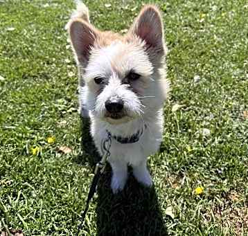 Photo of Toby