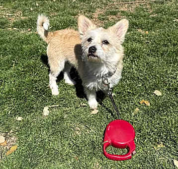 Photo of Toby