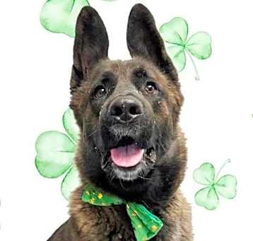 Photo of Guinness