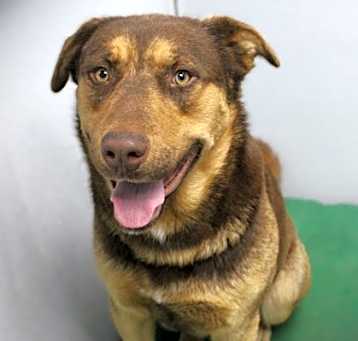 Photo of Butch