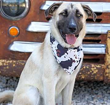 Photo of Bandit