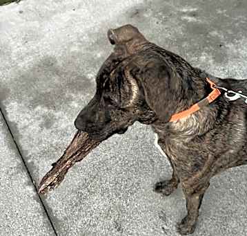 Photo of Bandit