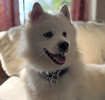 Photo of Maverick
