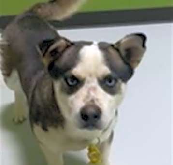 Photo of WILLOW