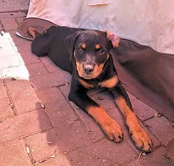 Photo of Chomp