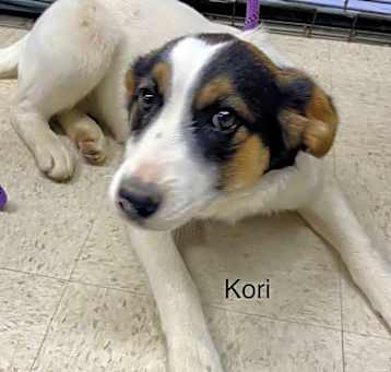 Photo of Kori